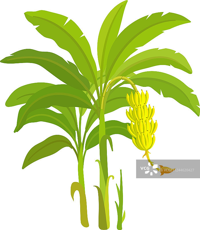 香蕉树和香蕉图片素材