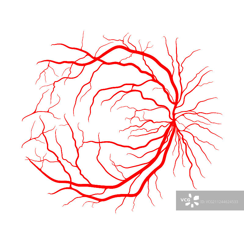 眼睛静脉系统X光血管造影设计，已隔离图片素材