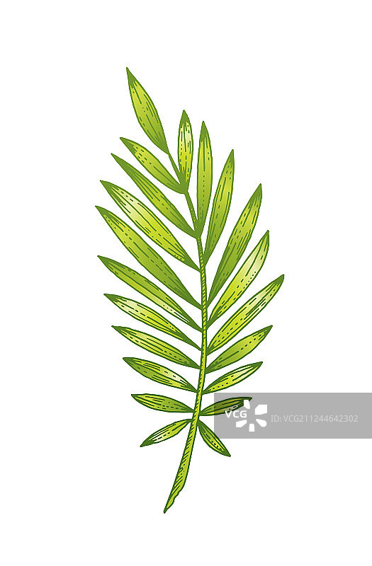 手绘热带棕榈叶素描图片素材