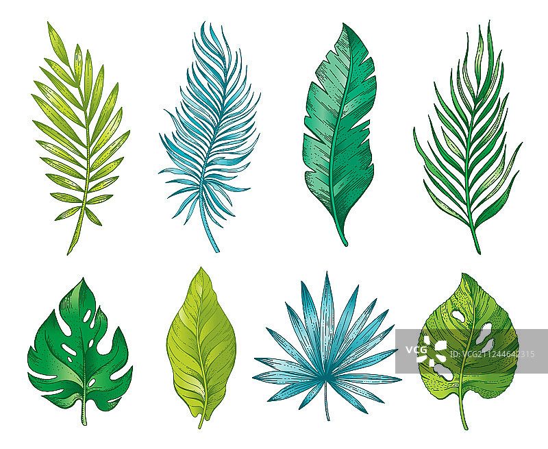 手绘水彩热带棕榈叶图片素材