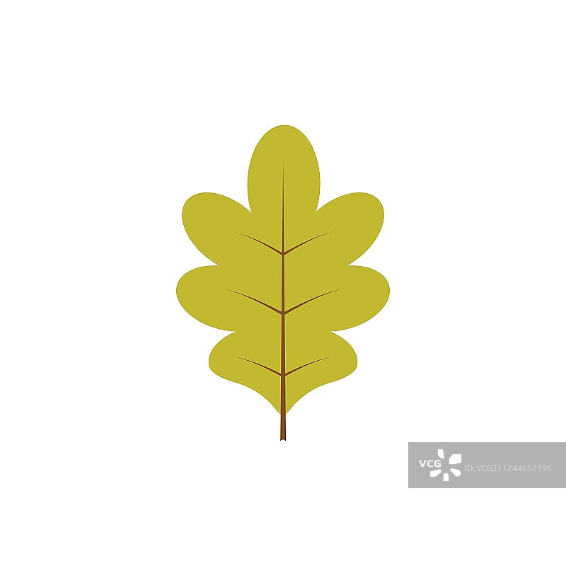 分离的绿色橡树叶图片素材
