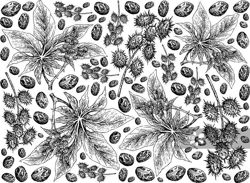 白色背景上手绘的蓖麻豆图片素材