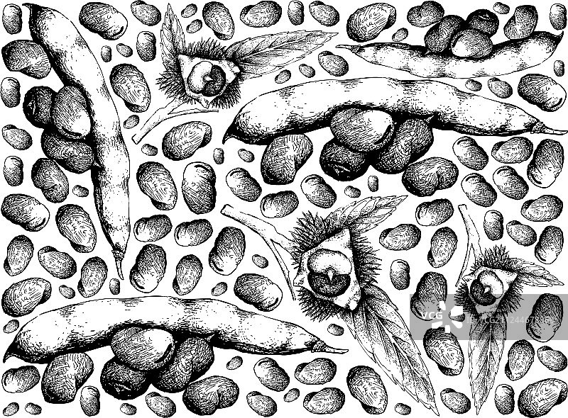 手绘背景：蚕豆和日本C图片素材