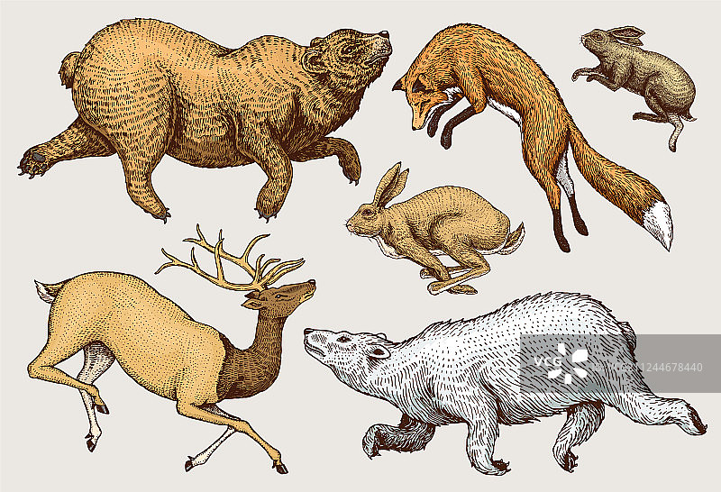 翱翔的红狐野兔北方棕熊图片素材