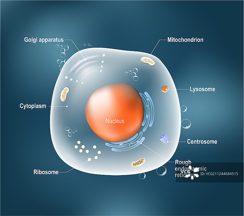 动物细胞解剖图片素材