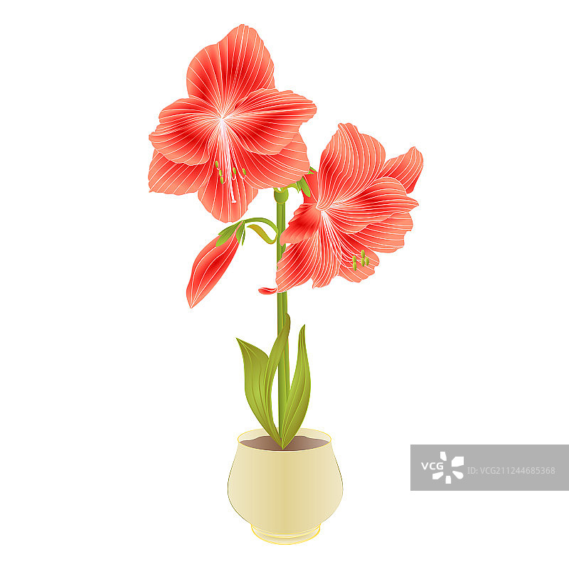 优雅盛开的红色朱顶红花朵和花苞图片素材