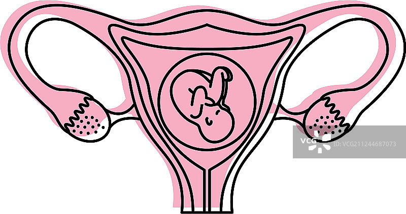 带有胎儿的女性生殖器官图片素材