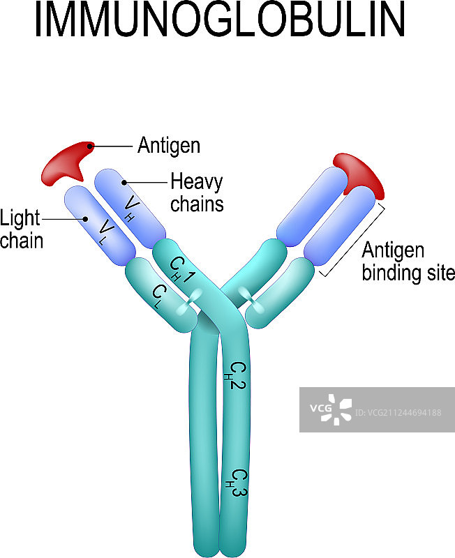抗体分子IgE结构图片素材