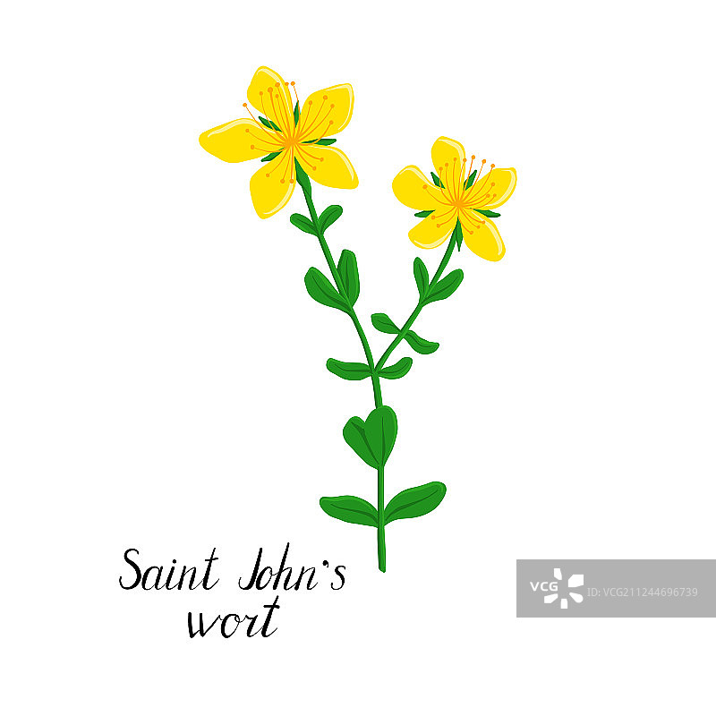 金丝桃植物插画图片素材