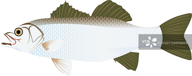 欧洲鲈鱼图片素材