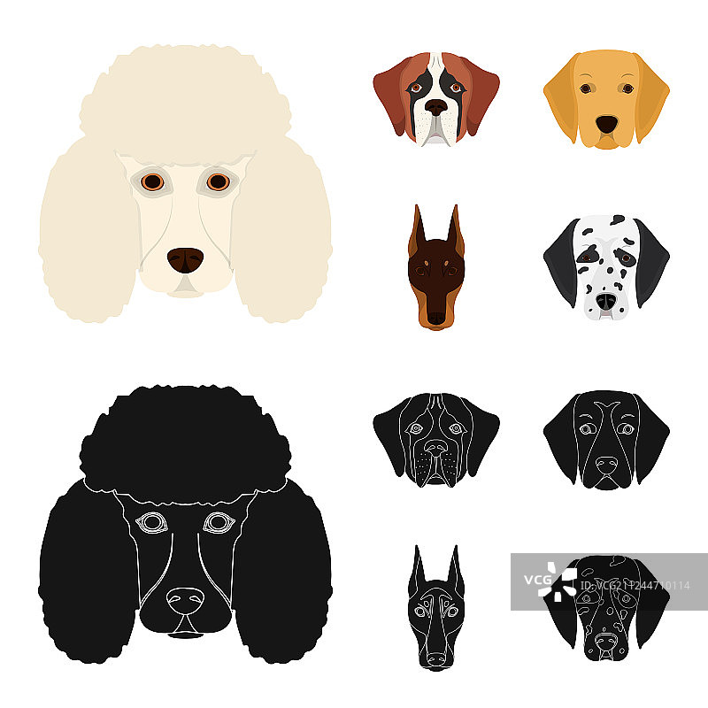 不同品种的狗的口鼻部图片素材