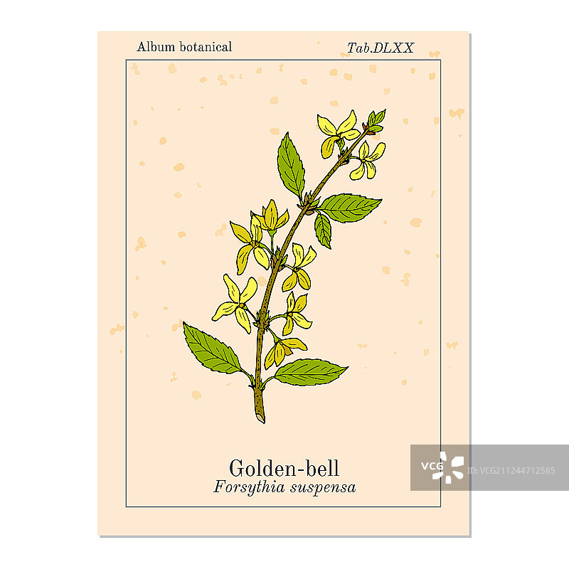 连翘中草药金色铃铛图片素材