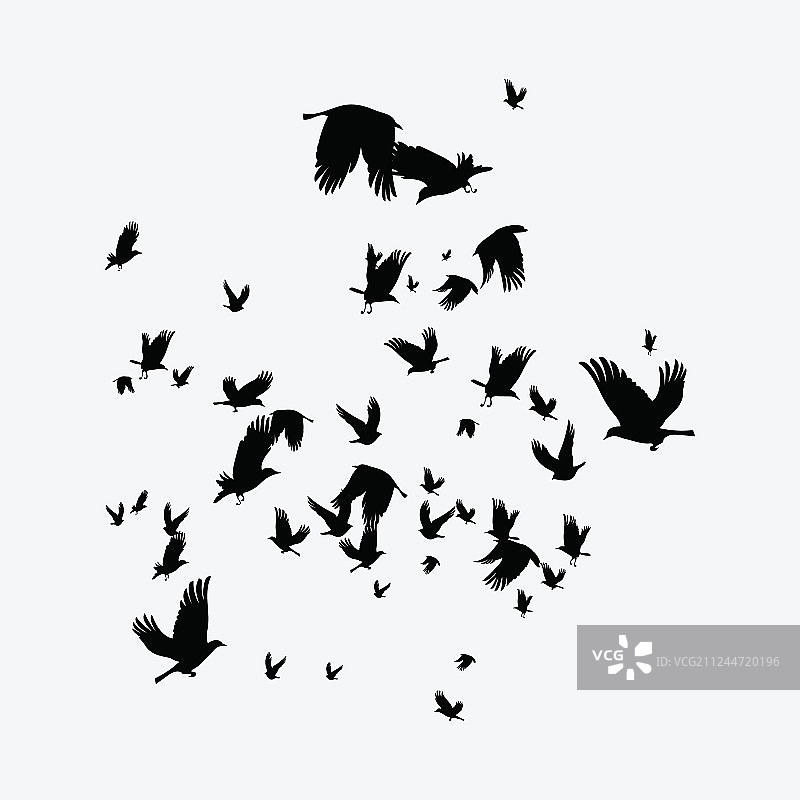鸟群黑色轮廓剪影图片素材