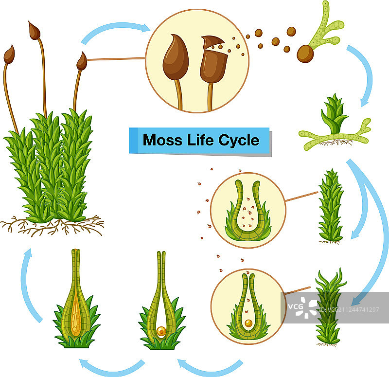 苔藓生命周期图示图片素材