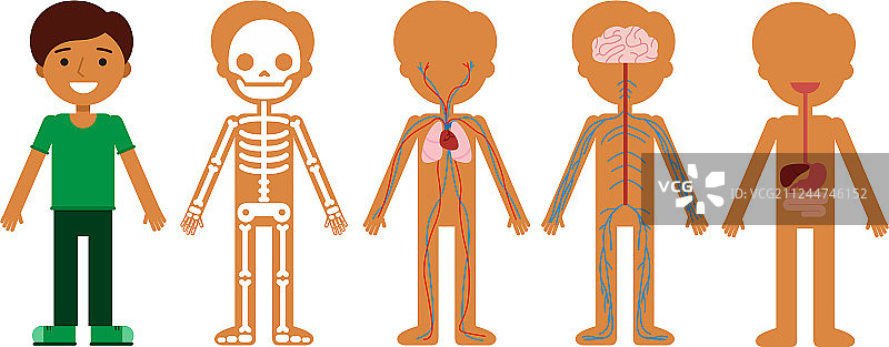 人体解剖图片素材