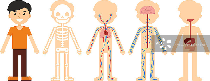 人体解剖图片素材