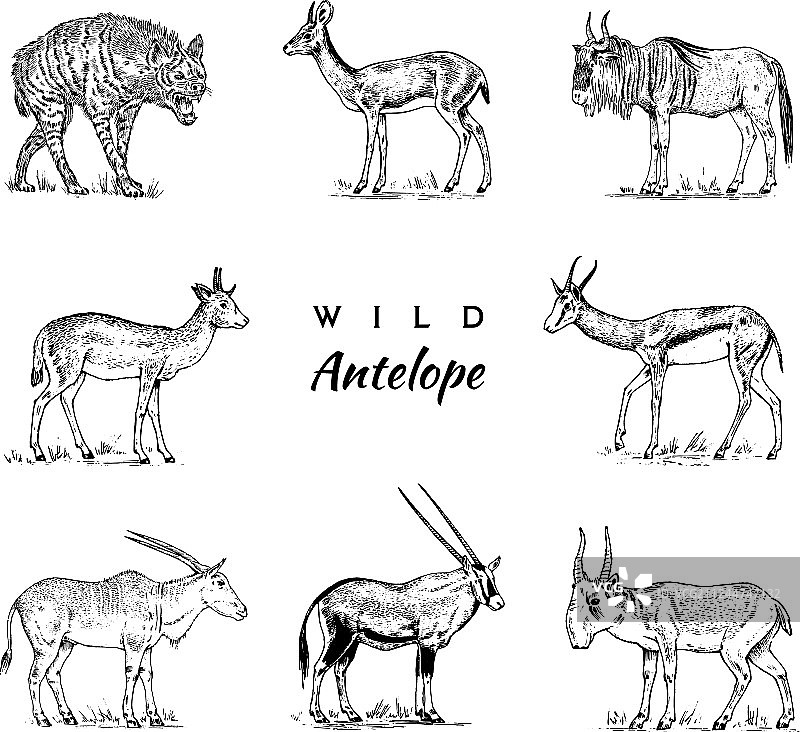非洲野生羚羊图片素材