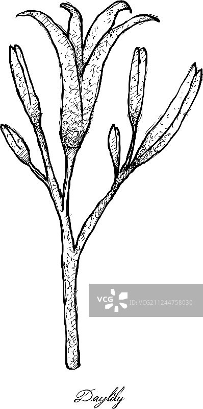 手绘新鲜萱草花图片素材