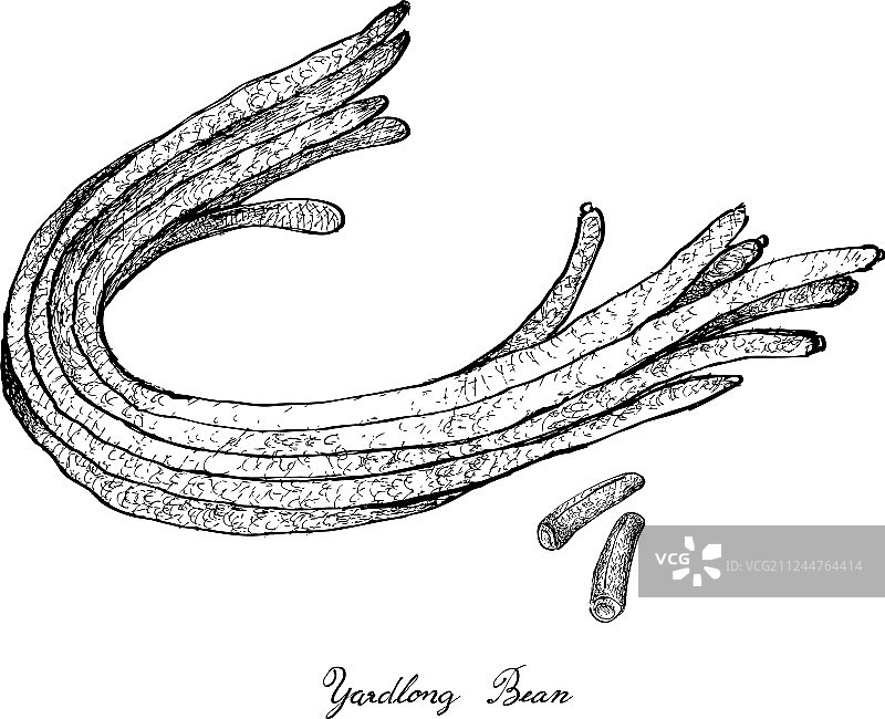 手绘新鲜的中国长豆图片素材