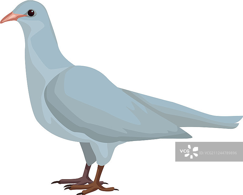 白色鸽子图片素材