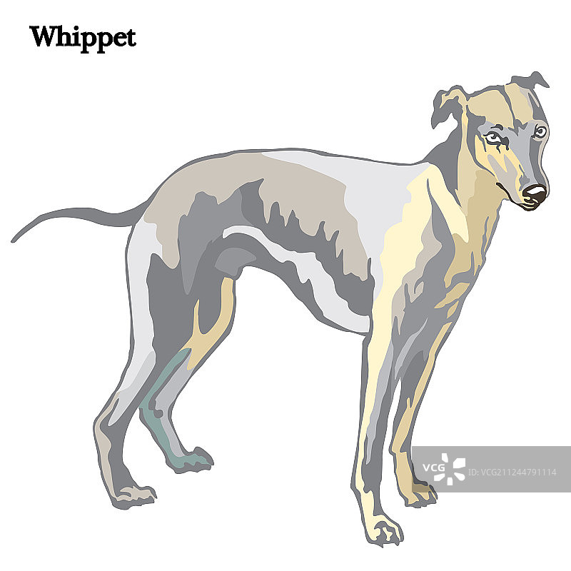 惠比特犬图片素材