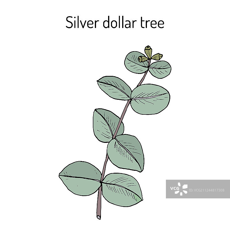 银元树桉树图片素材