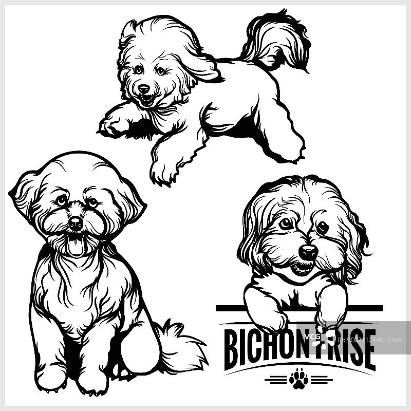 比熊犬 - 独立套装图片素材