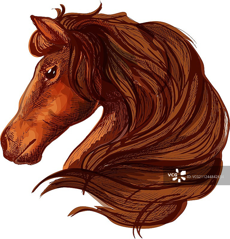 带波浪鬃毛的棕色马头画像图片素材