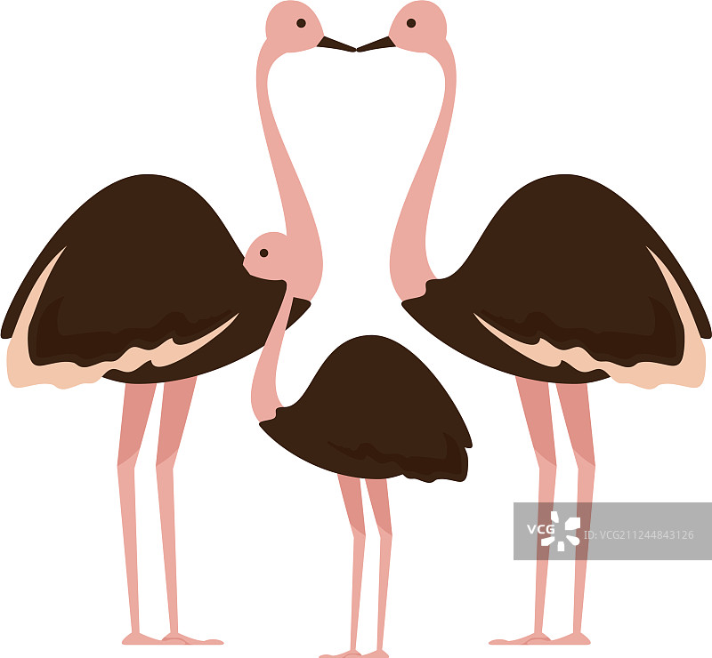 野生鸵鸟家庭图片素材