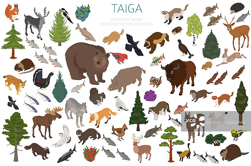 泰加生物群落北方雪林2.5D等距设计图片素材