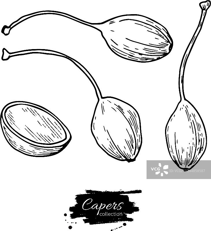 手绘孤立的续随子图片素材