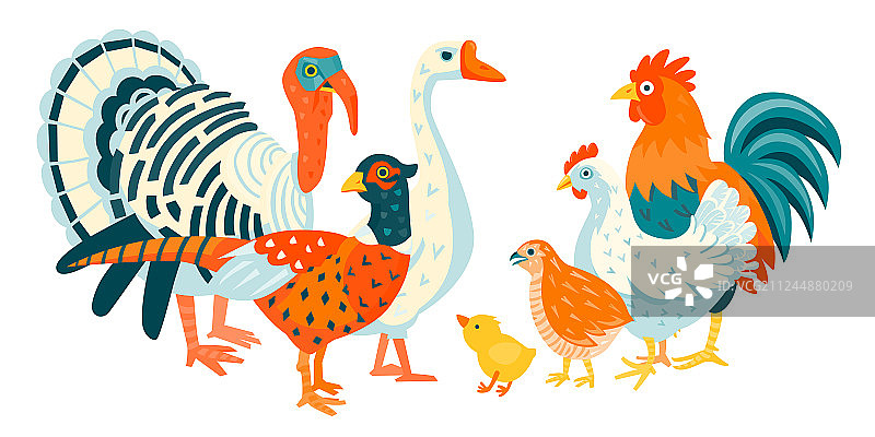 白色背景上的一群家禽图片素材