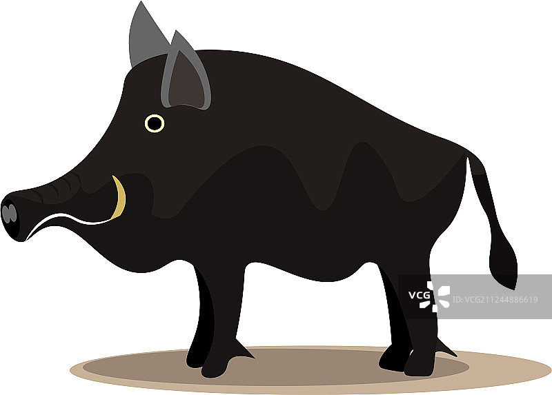 大型黑色野猪图片素材