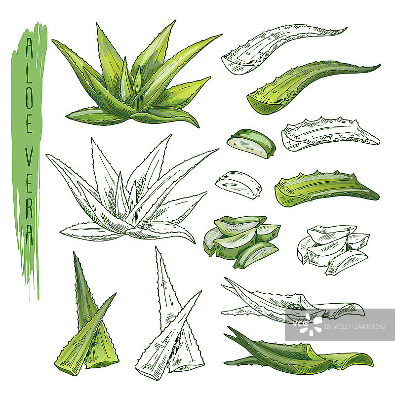 芦荟植物草图叶子自然植物群图片素材
