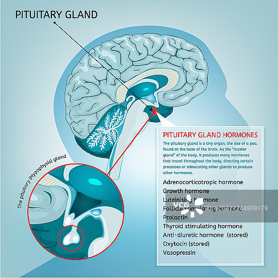 脑垂体图片素材
