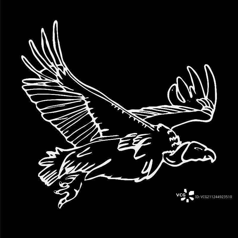 手绘非洲秃鹰图片素材