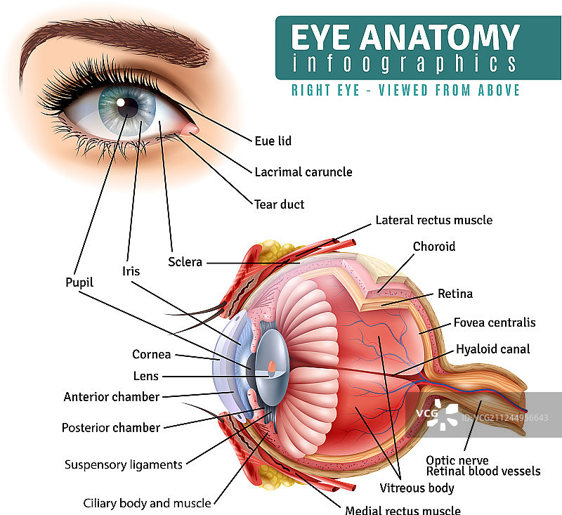 逼真的眼睛解剖信息图图片素材