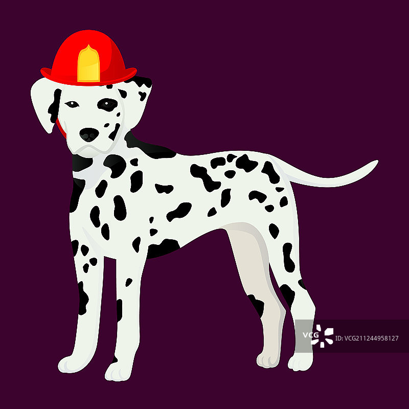 在漂亮的桶里的达尔马提亚犬图片素材