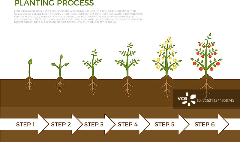 植物生长阶段树信息图图片素材