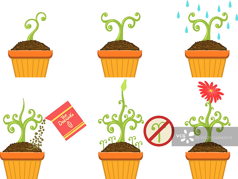 盆栽植物生长阶段图片素材