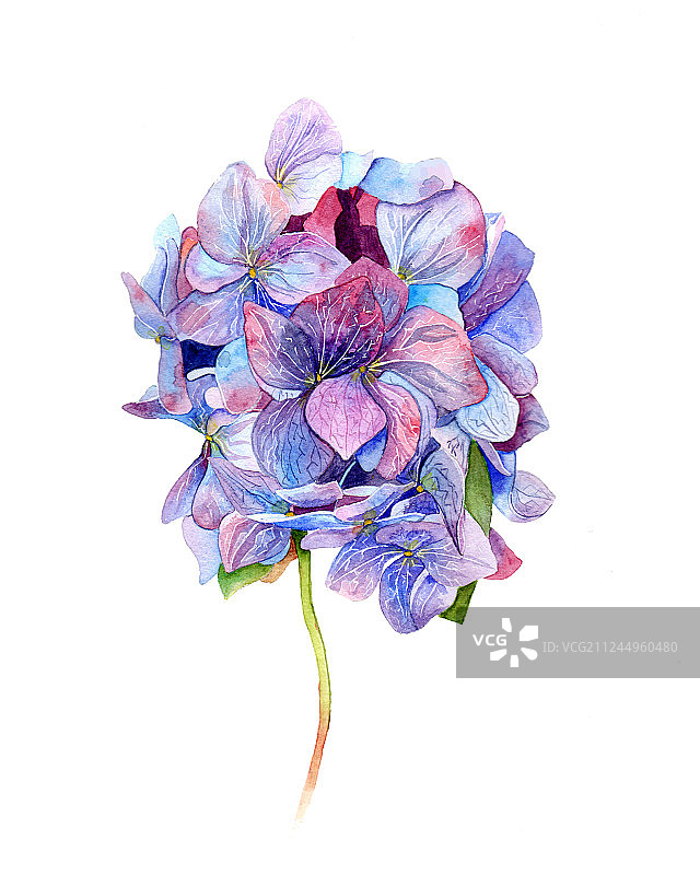 水彩花卉5图片素材