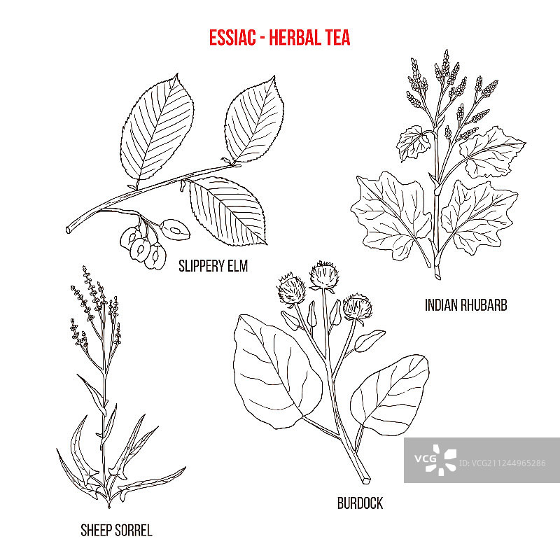 用于癌症的草药茶替代疗法图片素材