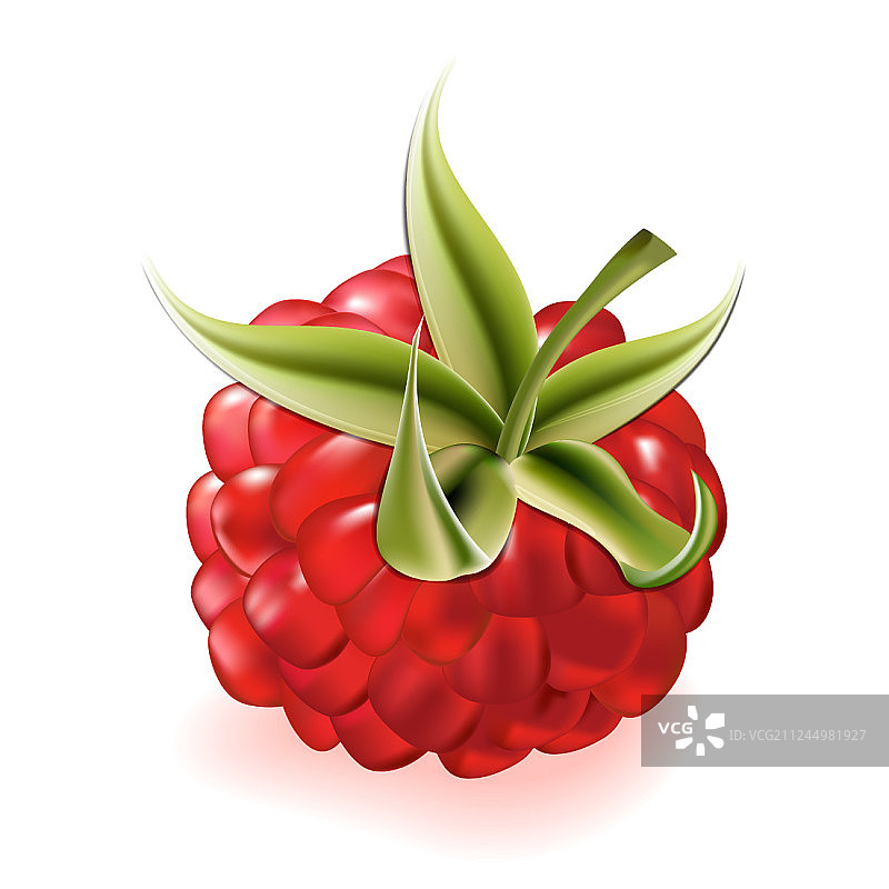 白色背景上的覆盆子图片素材