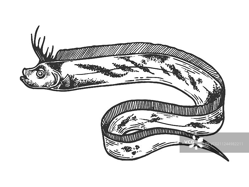 巨型皇带鱼素描雕刻图片素材