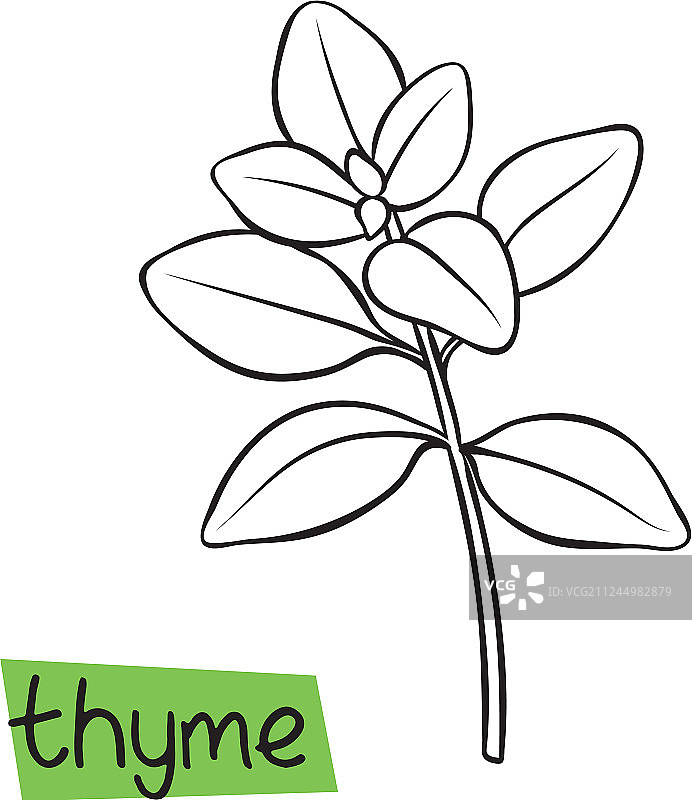 手绘百里香图片素材