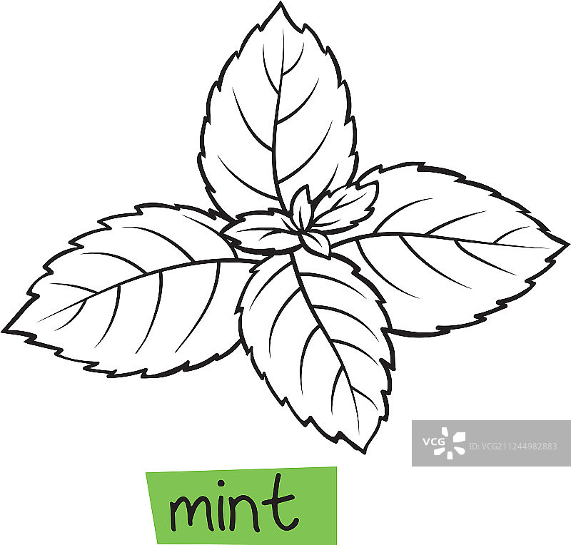 手绘薄荷图片素材
