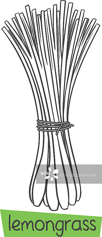手绘柠檬草图片素材