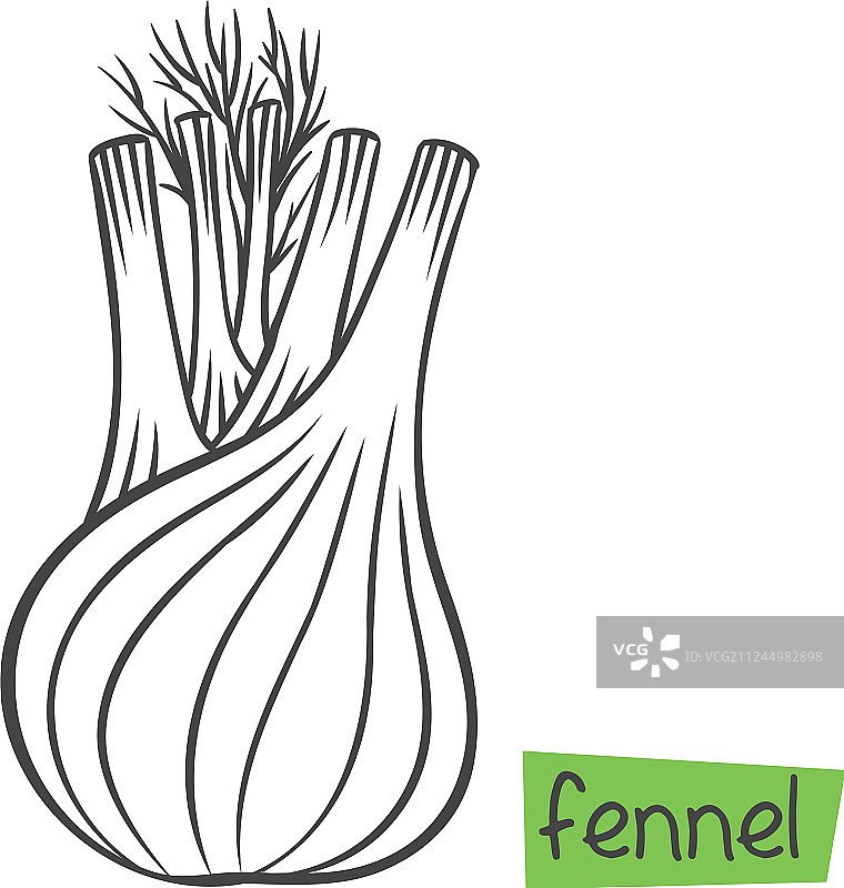 茴香根植物图片素材