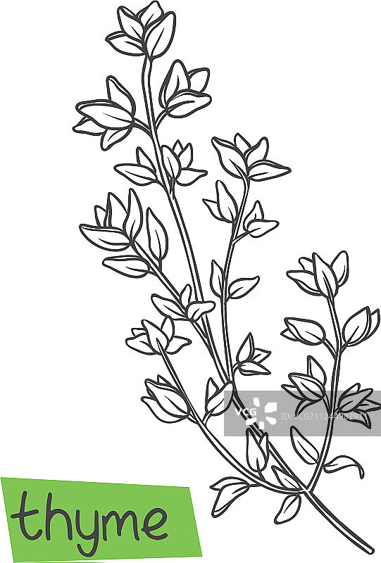 手绘百里香图片素材