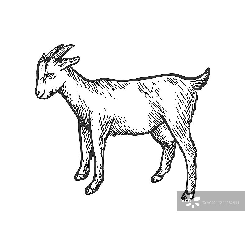 山羊农场动物素描雕刻图片素材
